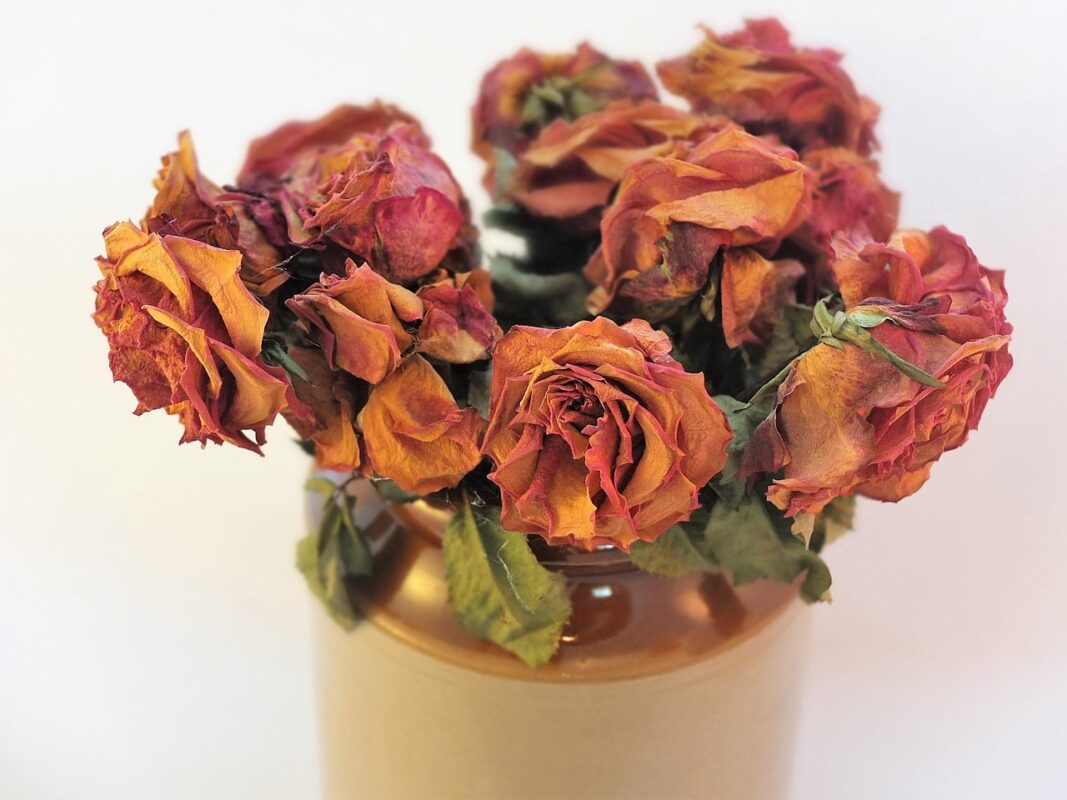 Dried flowers preserved petals